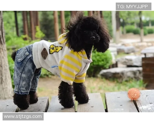 韩国狗狗足球明星排行榜揭晓谁是最受欢迎的四脚球员 韩国狗狗足球明星排行榜揭晓谁是最受欢迎的四脚球员